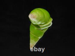 Land snail Papustyla pulcherrima 42.2mm ID#6303