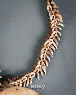 MALE PECTORAL, Sepik River, Papua New Guinea