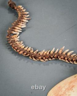MALE PECTORAL, Sepik River, Papua New Guinea