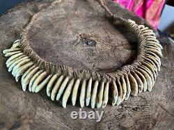 Old Papua New Guinea Ceremonial Dogs Fang Necklace. Beautiful collection and dis