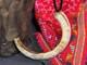 Old Papua New Guinea Ceremonial Pendant