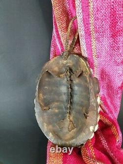 Old Papua New Guinea Clay Over Modeled Turtle Mask with Cowrie Shells