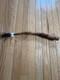 Old Papua New Guinea Penis Sheath Gourd Koteka Decorated With Feather