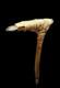 Old Stone Axe or Adze from Papua New Guinea