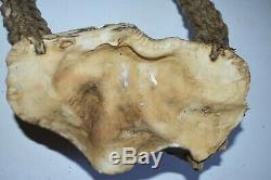 Orig $449 Papua New Guinea Huge Shell Necklace 14in Prov