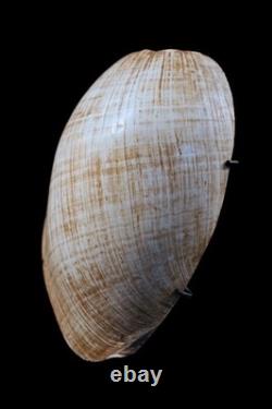 Ornement corporel, traditional ornament, papua new guinea, tribal art, 18 cm