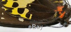 Ornithoptera chimaera chimaera (pair, A2), Papua New Guinea, rare, butterfly