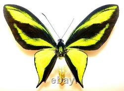 Ornithoptera paradisea male. Papua New Guinea. VERY RARE