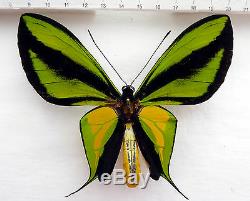 Ornithoptera paradisea ssp. Borchi, Papua New Guinea, very rare! 430