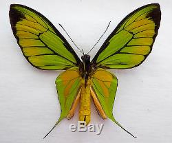 Ornithoptera paradisea ssp. Borchi, Papua New Guinea, very rare! 430