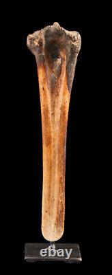 Os sculpté, carved tool, oceanic art, primitive art, Papua New guinea