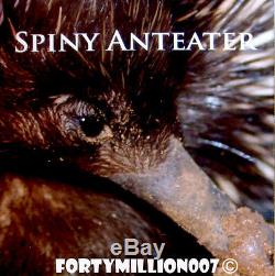 PAPUA NEW GUINEA 2012 5 KINA THE SPINEY ANTEATER BLACK DIAMONDS Ag 1000 MADE