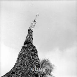 PAPUA NEW GUINEA ROOF FIGURE, shell eyes 21 1900S