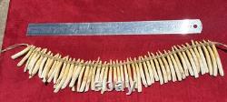 PIGS TEETH NECKLACE, Imbonggu tribe, Southern Highlands, Papua New Guinea