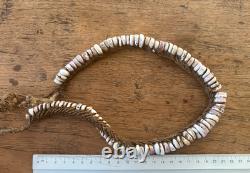PNG Pig Tusks, Old Conus & New Ireland Shell Money, Tribal Art Papua New Guinea