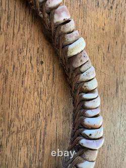 PNG Pig Tusks, Old Conus & New Ireland Shell Money, Tribal Art Papua New Guinea