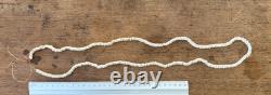 PNG Pig Tusks, Old Conus & New Ireland Shell Money, Tribal Art Papua New Guinea