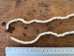 PNG Pig Tusks, Old Conus & New Ireland Shell Money, Tribal Art Papua New Guinea