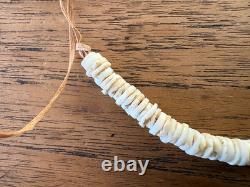 PNG Pig Tusks, Old Conus & New Ireland Shell Money, Tribal Art Papua New Guinea