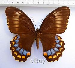 Papilio weymeri Weibchen ex Manus Island, Papua New Guinea, very rare n367