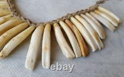Papua New Guinea Boar Teeth Necklace Prestige Ornament Superb Ethnic Artifact
