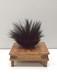 Papua New Guinea Cassowary Feather Headdress