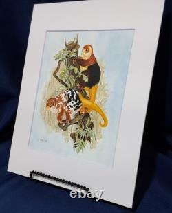 Papua New Guinea Cuscus Original watercolor 10 x 8 in 14 x 11 acid free mat