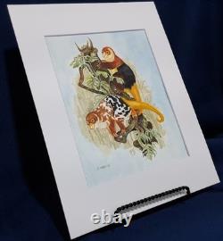 Papua New Guinea Cuscus Original watercolor 10 x 8 in 14 x 11 acid free mat