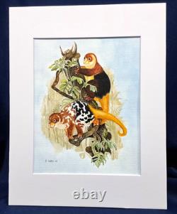 Papua New Guinea Cuscus Original watercolor 10 x 8 in 14 x 11 acid free mat