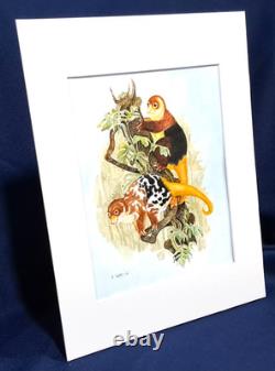 Papua New Guinea Cuscus Original watercolor 10 x 8 in 14 x 11 acid free mat Papua New Guinea Cuscus Original watercolor 10 x 8 in 14 x 11 acid free mat