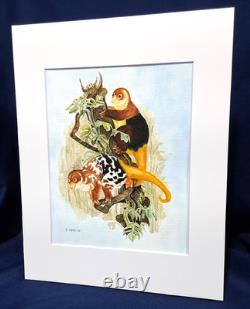Papua New Guinea Cuscus Original watercolor 10 x 8 in 14 x 11 acid free mat