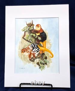 Papua New Guinea Cuscus Original watercolor 10 x 8 in 14 x 11 acid free mat