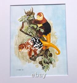Papua New Guinea Cuscus Original watercolor 10 x 8 in 14 x 11 acid free mat