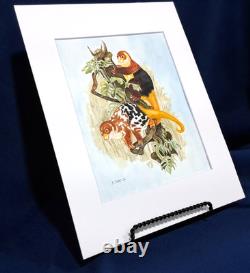 Papua New Guinea Cuscus Original watercolor 10 x 8 in 14 x 11 acid free mat