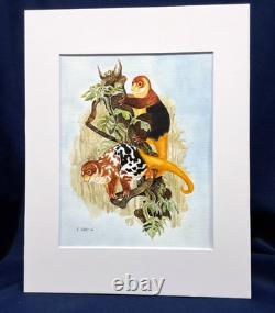 Papua New Guinea Cuscus Original watercolor 10 x 8 in 14 x 11 acid free mat