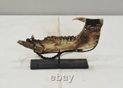 Papua New Guinea Fish Jaw Bone Fishing Hook