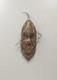 Papua New Guinea Iatmul Savi Ancestor Mask