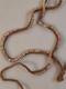 Papua New Guinea Old Conus Shell Money Strand Necklace Wealth money