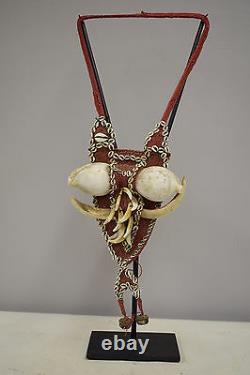 Papua New Guinea Pectoral Shell Dog Tooth Neckace