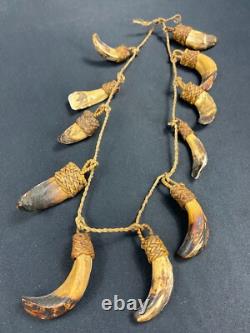 Papua New Guinea Sepik Iatmul Abelam Korowai Tooth Necklace Set