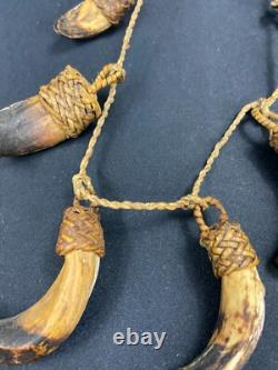 Papua New Guinea Sepik Iatmul Abelam Korowai Tooth Necklace Set
