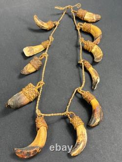 Papua New Guinea Sepik Iatmul Abelam Korowai Tooth Necklace Set