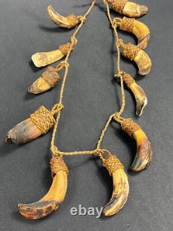 Papua New Guinea Sepik Iatmul Abelam Korowai Tooth Necklace Set