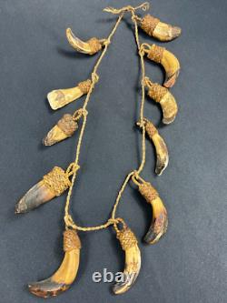 Papua New Guinea Sepik Iatmul Abelam Korowai Tooth Necklace Set