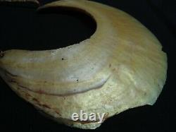 Papua New Guinea Shell Necklace