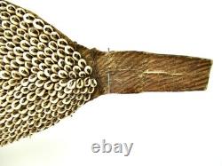 Papua New Guinea Vintage Large Watu Lumi Nassa Shell Currency & Bride Price 32