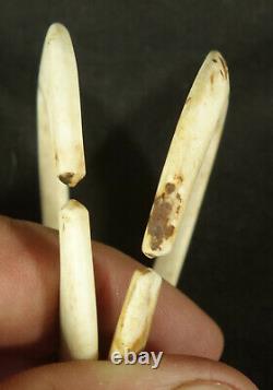 Papuan Gulf Conus Shell status Ear Rings Papua New Guinea