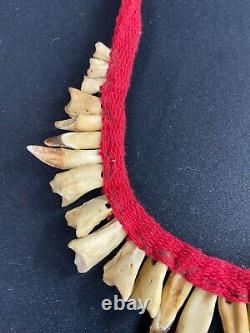 Pectoral Set With Tooth Decoration Necklace Asmat Sepik Papua New Guinea