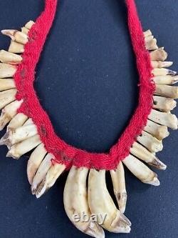 Pectoral Set With Tooth Decoration Necklace Asmat Sepik Papua New Guinea