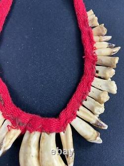 Pectoral Set With Tooth Decoration Necklace Asmat Sepik Papua New Guinea